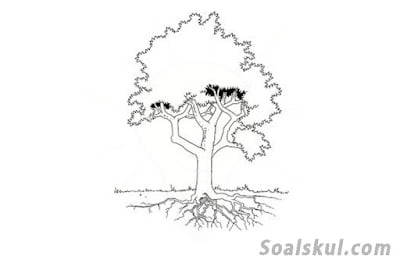 contoh gambar pohon 1 contoh gambar pohon 1