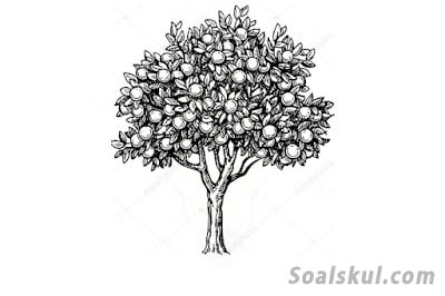 contoh gambar pohon 7 contoh gambar pohon 7