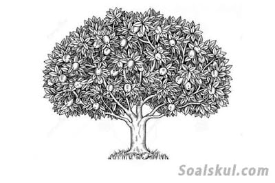 contoh gambar pohon 6 contoh gambar pohon 6